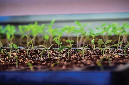 Seed Starting Basics Image